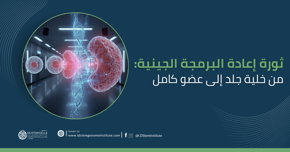 ثورة إعادة البرمجة الجينية: من خلية جلد إلى عضو كامل